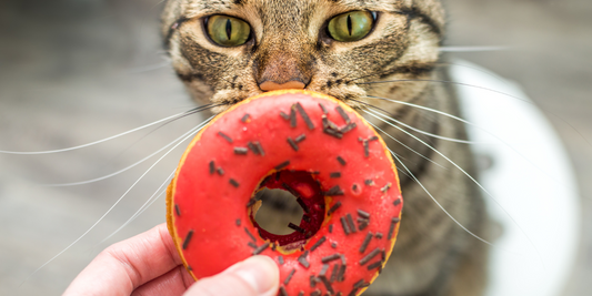 15 potravin, které jsou pro kočku nebezpečné