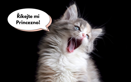 8 tipů, jak vybrat jméno pro kočku