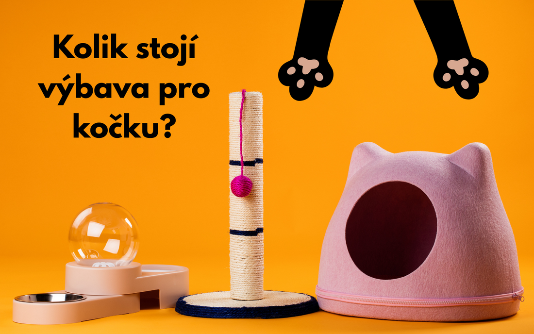 Měsíční náklady na kočku podrobně