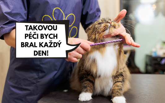 Průvodce péčí o kočičí srst